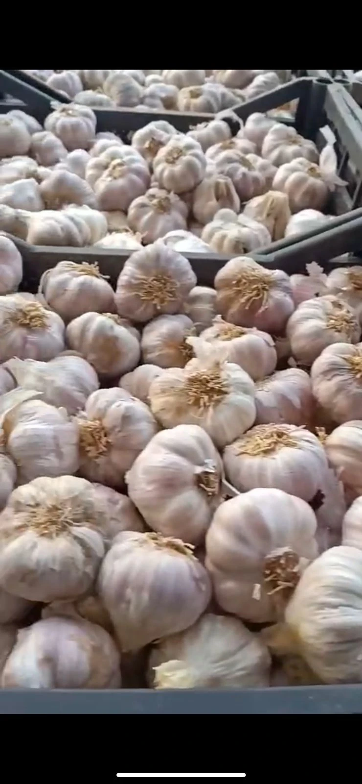 Garlic
