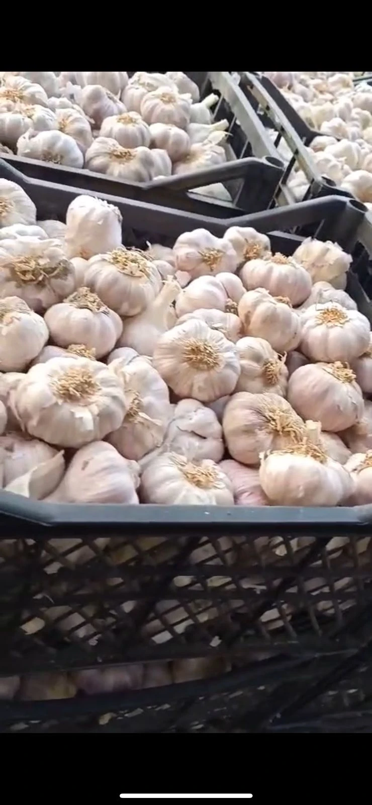 Garlic