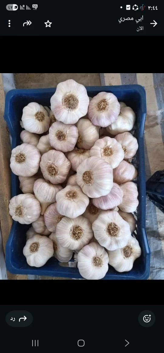 Garlic