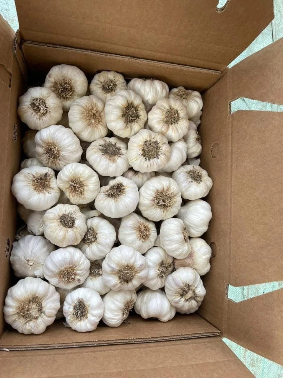 Garlic