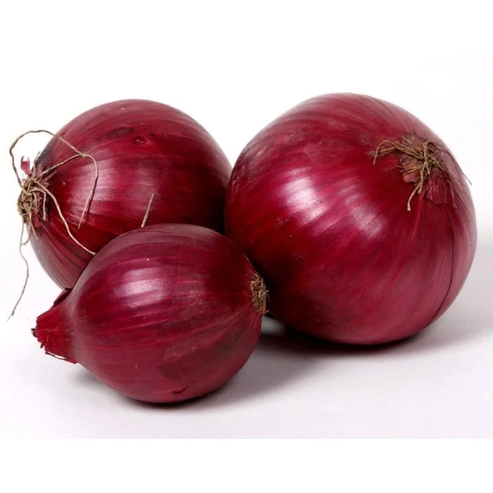Egyptian Red Onion