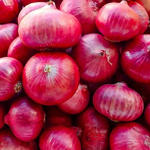 Egyptian Red Onion