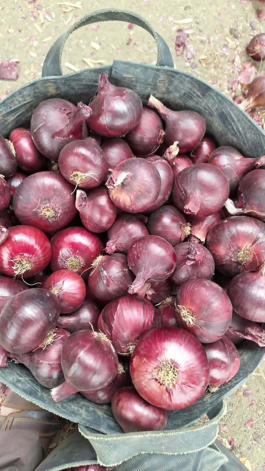 Egyptian Red Onion