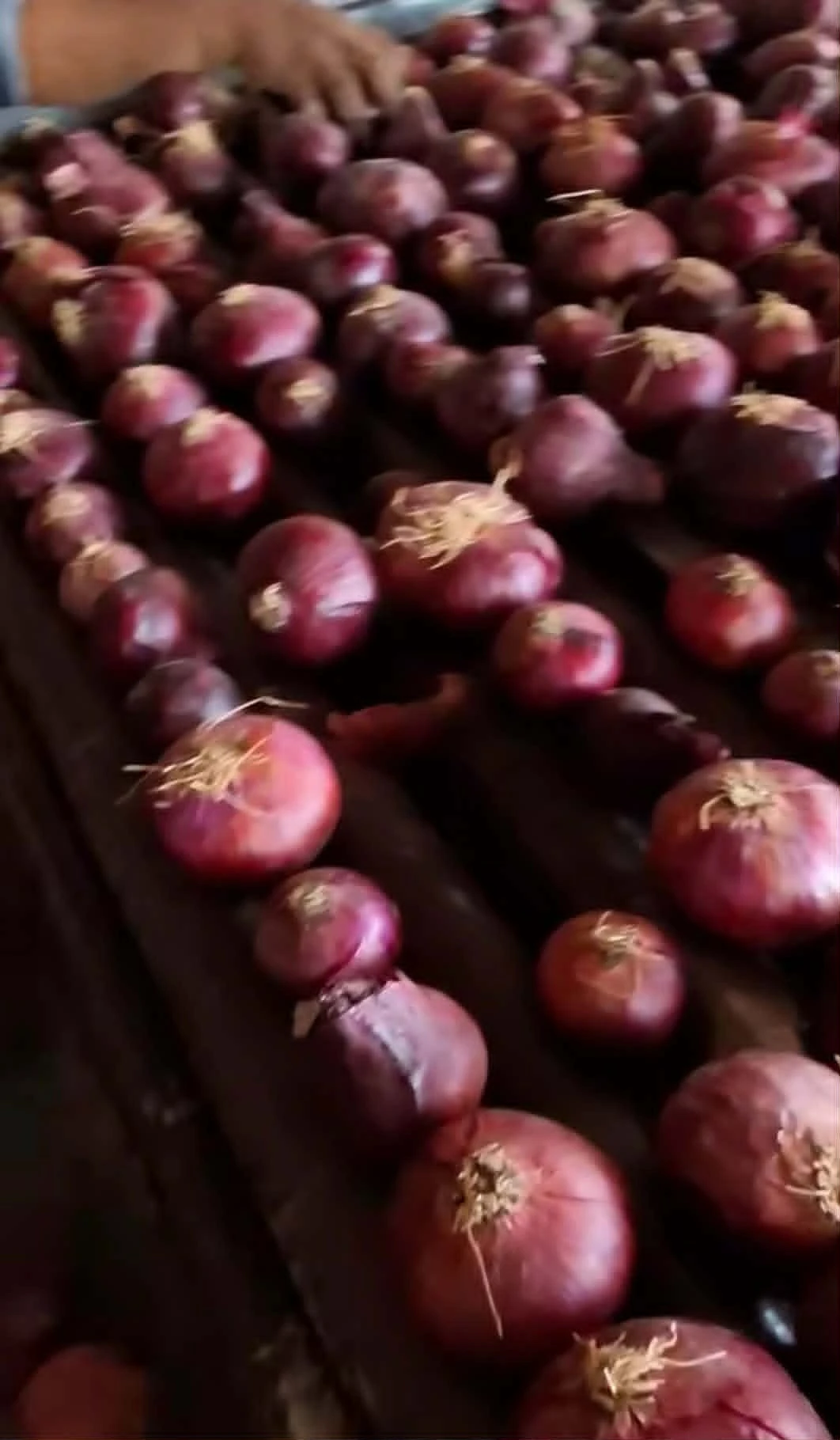 Egyptian Red Onion