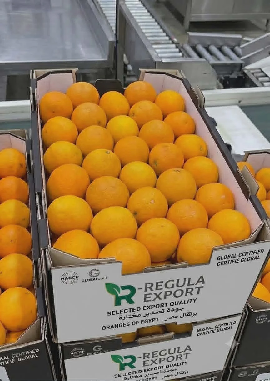 Valencia Orange
