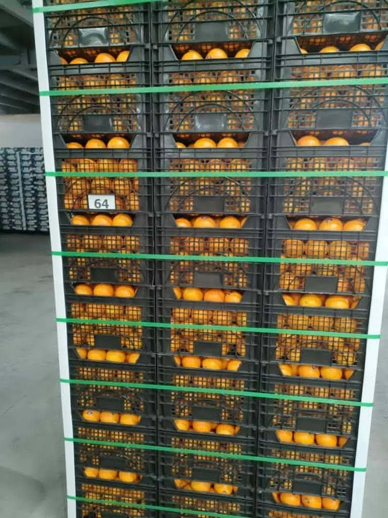 Valencia Orange