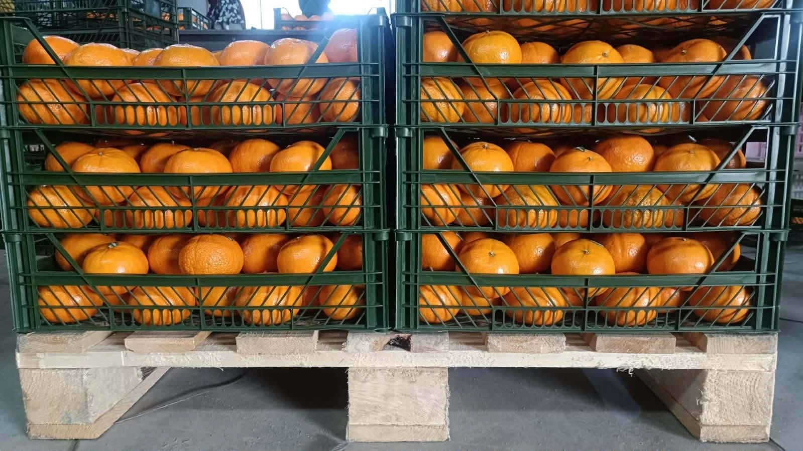 Valencia Orange